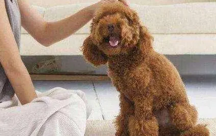 4至5个月泰迪犬驯养?怎样训练四个月小泰迪 4至5个月泰迪犬驯养?怎样训练四个月小泰迪