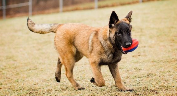 6种狗项圈介绍!以及3个让狗狗习惯戴项圈的方法 6种狗项圈介绍!以及3个让狗狗习惯戴项圈的方法