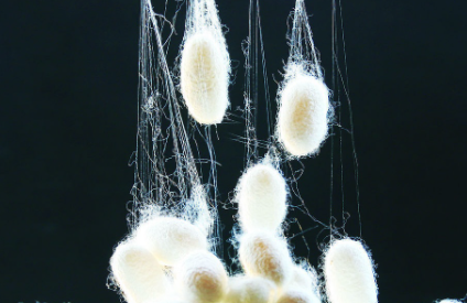 桑蚕丝漂黄了怎么办3