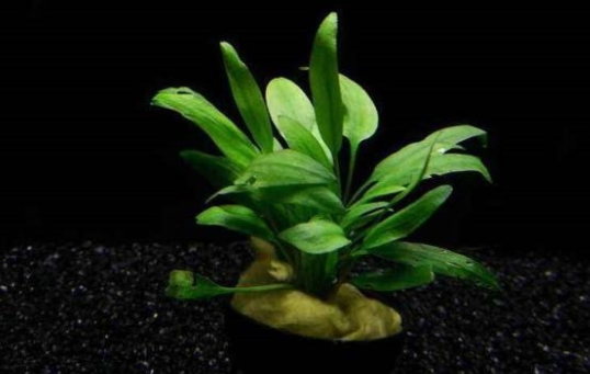 8种鱼缸中景水草,草缸该养哪个好呢? 8种鱼缸中景水草,草缸该养哪个好呢?