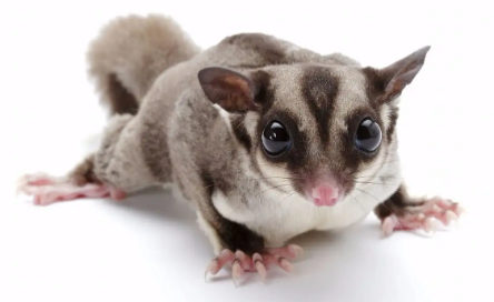 50天蜜袋鼯怎么养?不妨来这里了解一下~ 50天蜜袋鼯怎么养?不妨来这里了解一下~