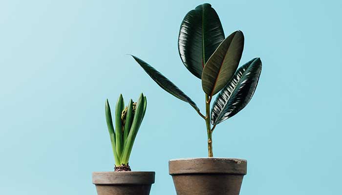 橡皮树怎么修剪 橡皮树的修剪方法