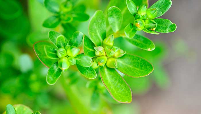 金枝玉叶的养殖方法和注意事项 金枝玉叶的养殖方法