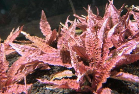 8种鱼缸中景水草,草缸该养哪个好呢? 8种鱼缸中景水草,草缸该养哪个好呢?