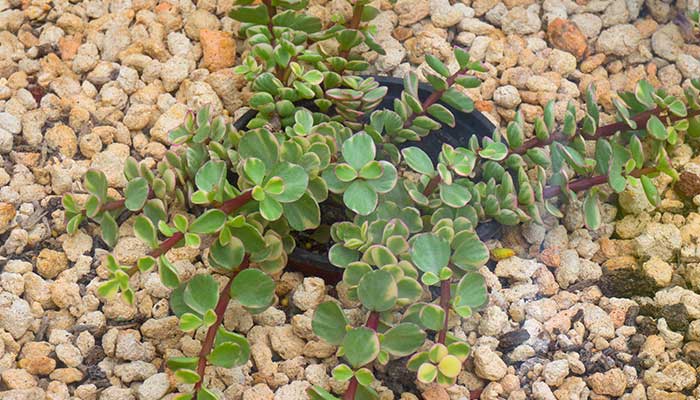 雅乐之舞怎么修剪 雅乐之舞的修剪方法