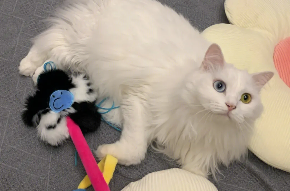 5岁的猫算老吗？其实还没有