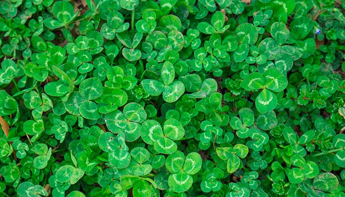 四叶草的花语 四叶草的花语是什么