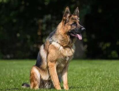 5种最好是训练的狗狗,德牧以内,第五种可以把你教的都记录下来 5种最好是训练的狗狗,德牧以内,第五种可以把你教的都记录下来