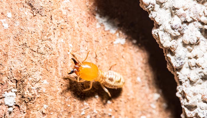 蚂蚁19.jpg 蚂蚁19.jpg