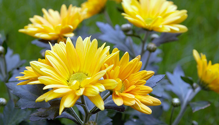 黄菊花的花语 黄菊花的花语是什么