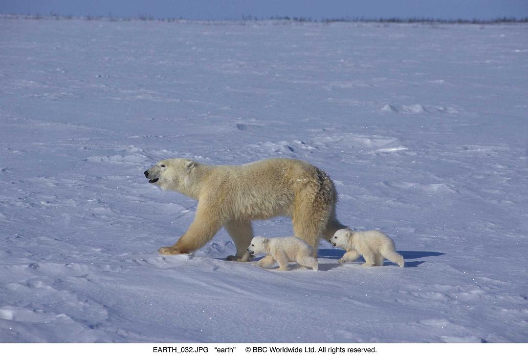 地球(2007)的剧照 地球(2007)的剧照