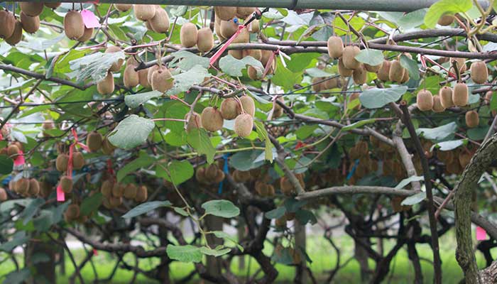 猕猴桃怎么修剪 猕猴桃的修剪方法