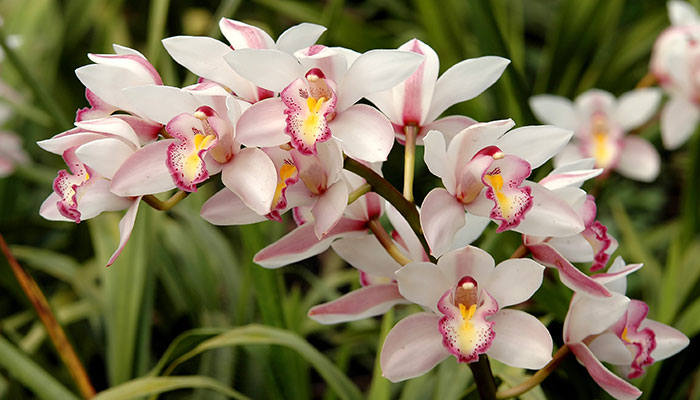 大花蕙兰的养殖方法和注意事项 大花蕙兰的养殖方法