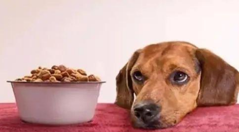 40天小狗狗粮不泡可以吗？新手铲屎官可以看看~