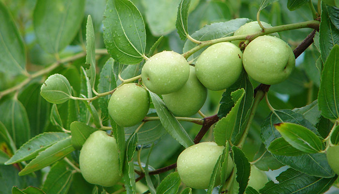 枣树施什么肥最好 枣树施什么肥