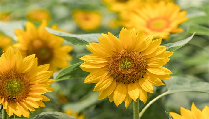 太阳花的养殖方法和注意事项 太阳花的养殖方法