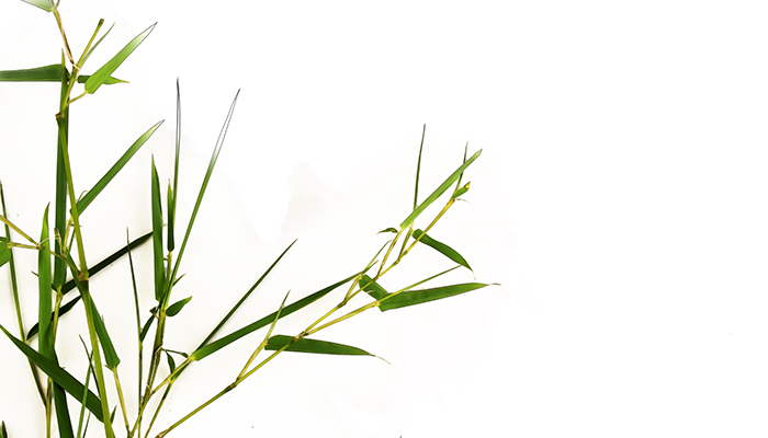 竹子19.jpg 竹子19.jpg