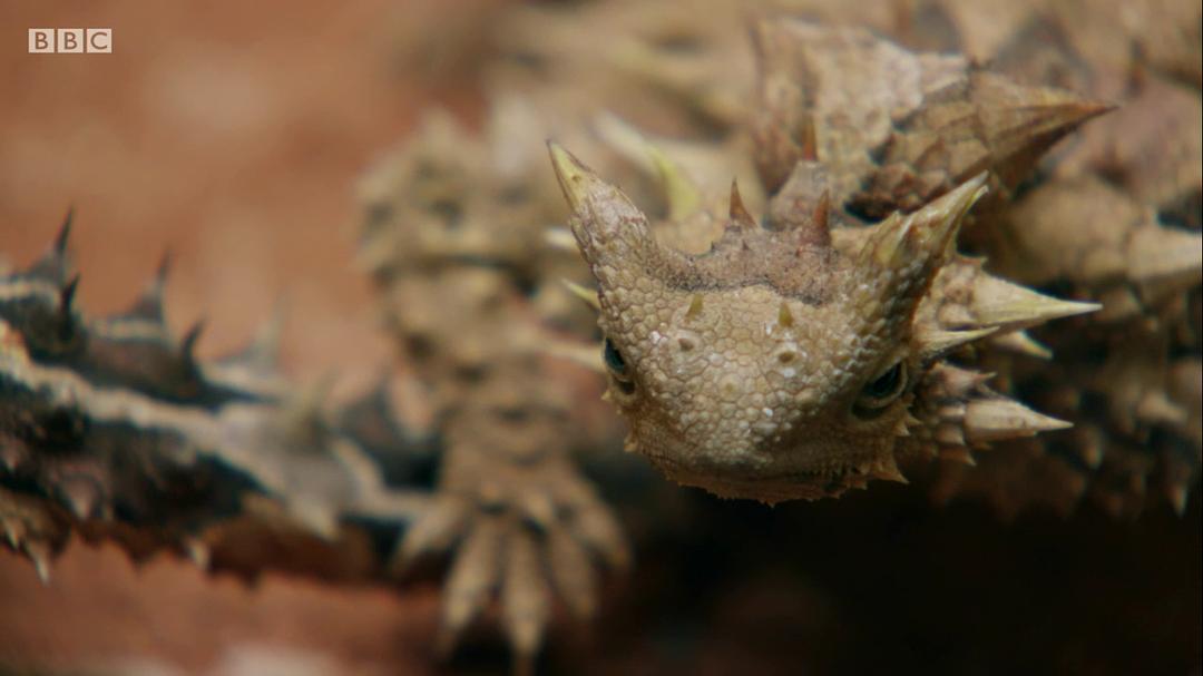 流浪者:追随布鲁斯·查特文的脚步(2019)的剧照 流浪者:追随布鲁斯·查特文的脚步(2019)的剧照