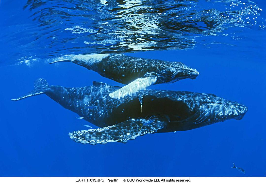 地球(2007)的剧照 地球(2007)的剧照