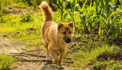 98%的人养过这种狗,有你吗? 98%的人养过这种狗,有你吗?