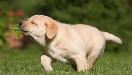 5种最有名气的小狗,最终一种被禁养,看看有你家的狗吗? 5种最有名气的小狗,最终一种被禁养,看看有你家的狗吗?