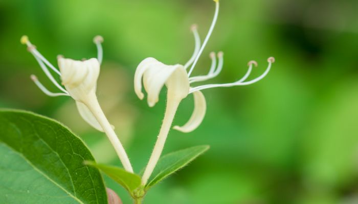 金银花施什么肥 金银花施肥方法