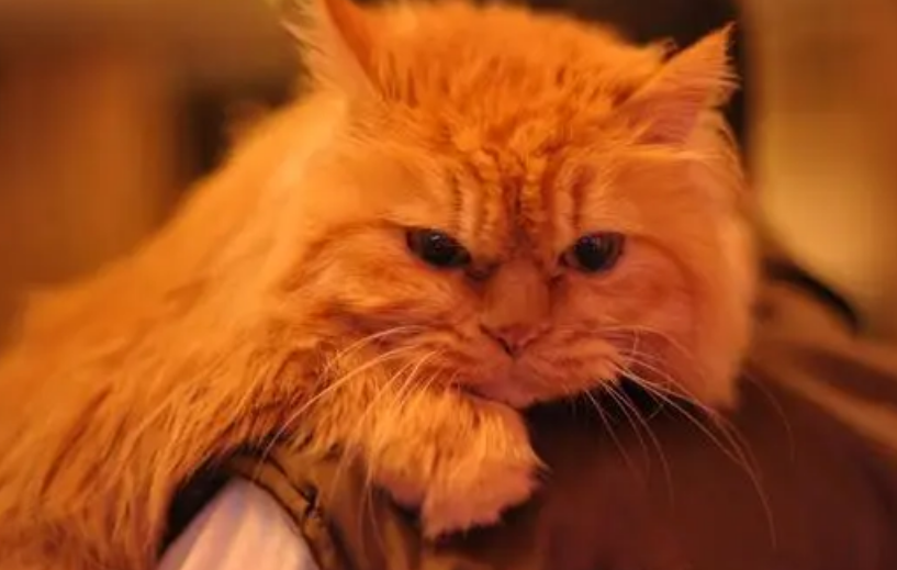 4岁的猫算老猫吗?一起来了解一下 4岁的猫算老猫吗?一起来了解一下