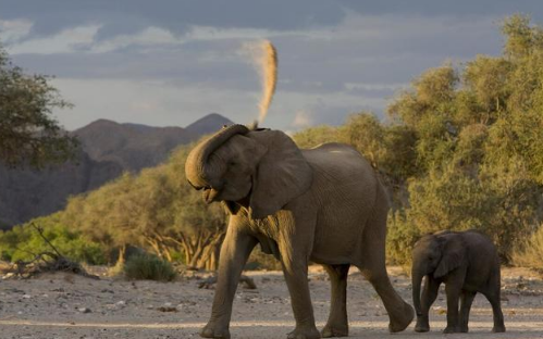 大象会不会主动攻击人3