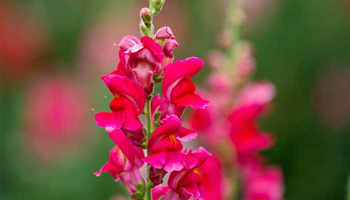 金鱼草怎么修剪 金鱼草的修剪方法