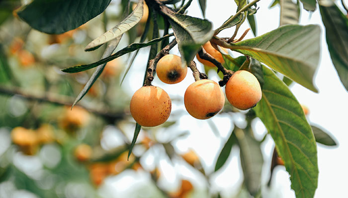 枇杷树太高怎么修剪 枇杷树太高的修剪方法
