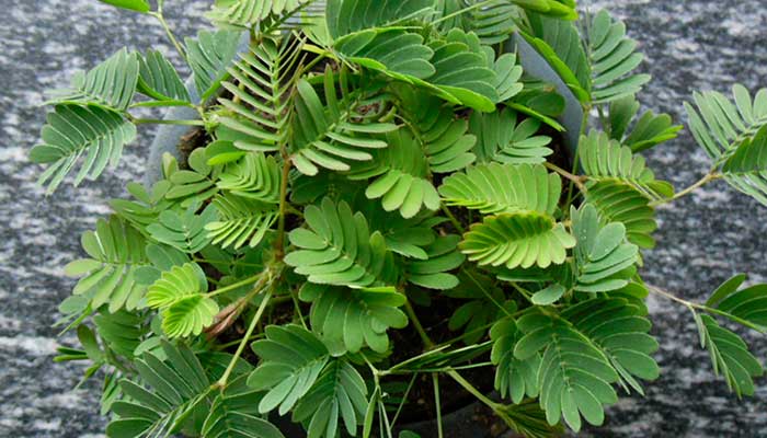 含羞草怎么养 怎么养含羞草