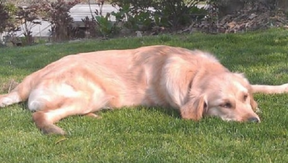 5种不正确的遛狗方法,千万别做,对狗狗有损害! 5种不正确的遛狗方法,千万别做,对狗狗有损害!