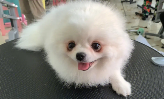 5个月博美非常容易有泪水,博美小只泪水为何一直流 5个月博美非常容易有泪水,博美小只泪水为何一直流