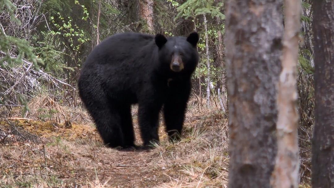 远离尘嚣——摆脱时间束缚的苏珊一家(2014)的剧照 远离尘嚣——摆脱时间束缚的苏珊一家(2014)的剧照