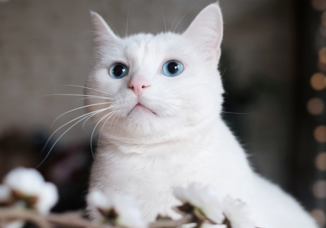 3个月猫咪体重应该是多少？来get下吧