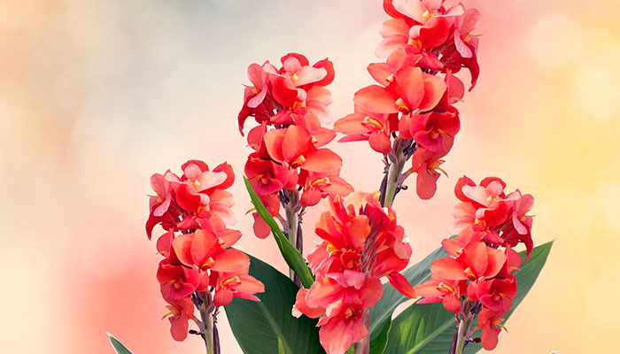 美人蕉的养殖方法和注意事项 美人蕉的养殖方法和注意事项有哪些