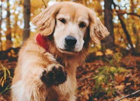 80斤的金毛正常吗?来一起看看吧 80斤的金毛正常吗?来一起看看吧