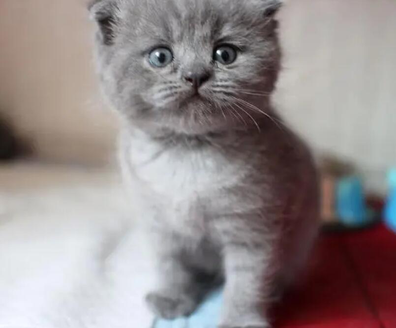 4个月蓝猫标准长相,可能是最萌的蓝猫了? 4个月蓝猫标准长相,可能是最萌的蓝猫了?