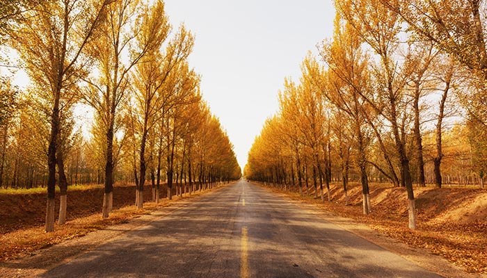 阔叶树有哪些 阔叶树有哪些树种