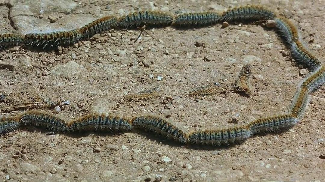 微观世界(1996)的剧照 微观世界(1996)的剧照