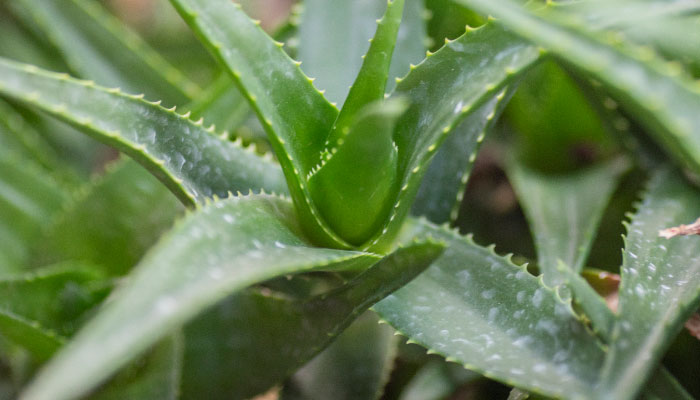 芦荟施什么肥 芦荟怎么施肥