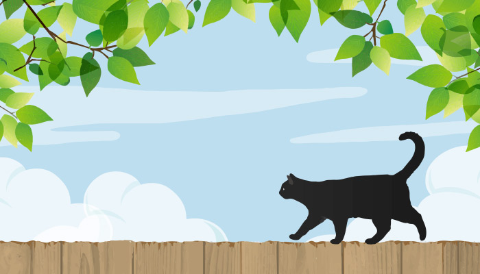 黑猫1.jpg 黑猫1.jpg