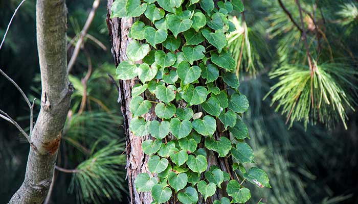 常春藤的养殖方法和注意事项 常春藤的养殖方法和注意事项有哪些
