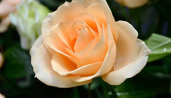 香槟玫瑰花语 香槟玫瑰的花语