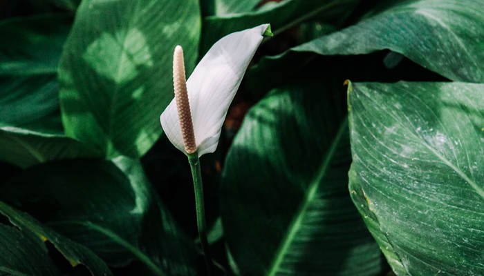 一帆风顺花有毒吗 一帆风顺花别名是什么