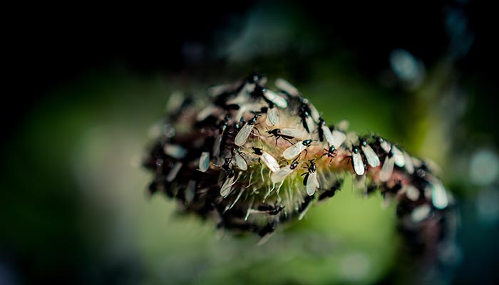 蚂蚁-20jpg.jpg 蚂蚁-20jpg.jpg