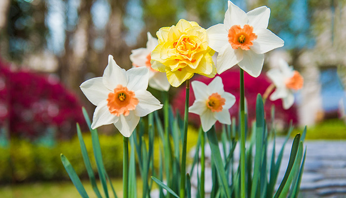 水仙花的花语 水仙花的花语是什么