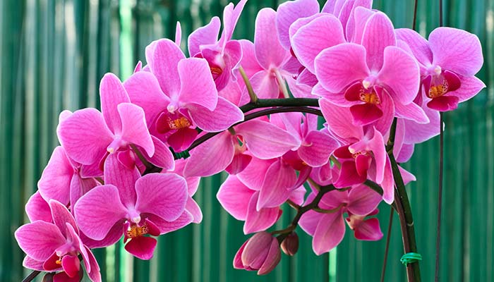 蝴蝶兰2.jpg 蝴蝶兰2.jpg