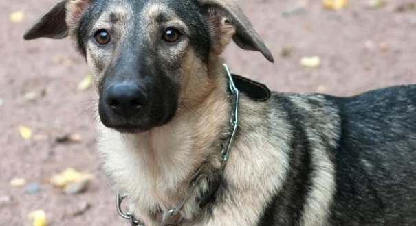 6种狗项圈介绍!以及3个让狗狗习惯戴项圈的方法 6种狗项圈介绍!以及3个让狗狗习惯戴项圈的方法