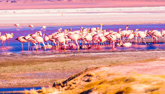 火烈鸟1.jpg 火烈鸟1.jpg